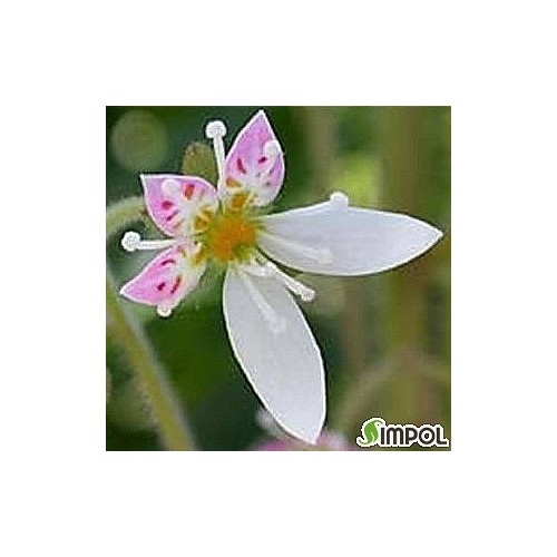 무늬바위취.풍성포기