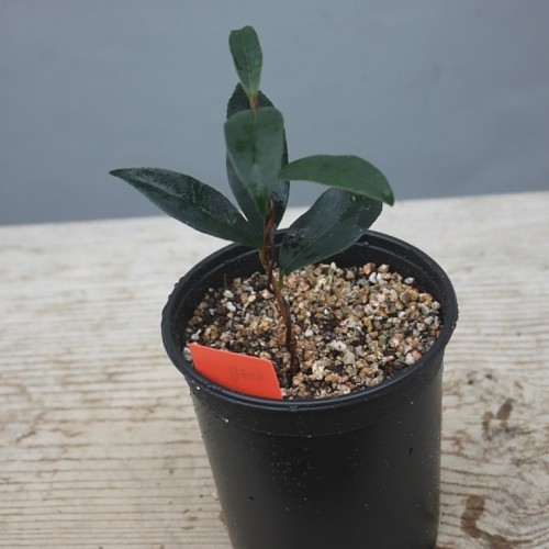 슈가드림동백,동일품,-011