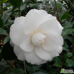 라그랜드슈프림동백-#11,래그랜드슈프림.Ragland Supreme.동일품