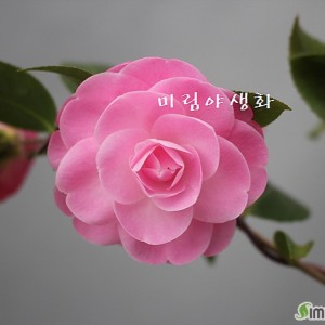 스위트제인동백.동일품.-016