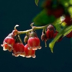 정금나무.동일품-016