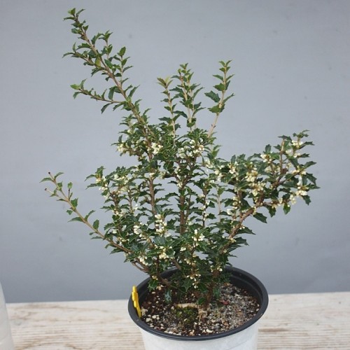 향기좋은,미니은목서-121