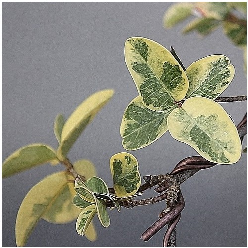 환엽백화등.둥근잎백화등.동일품-112