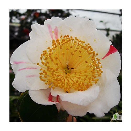 향기동백,내취설동백,동일품-018