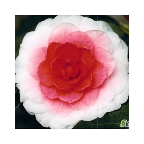 히라이동백,118.동일품